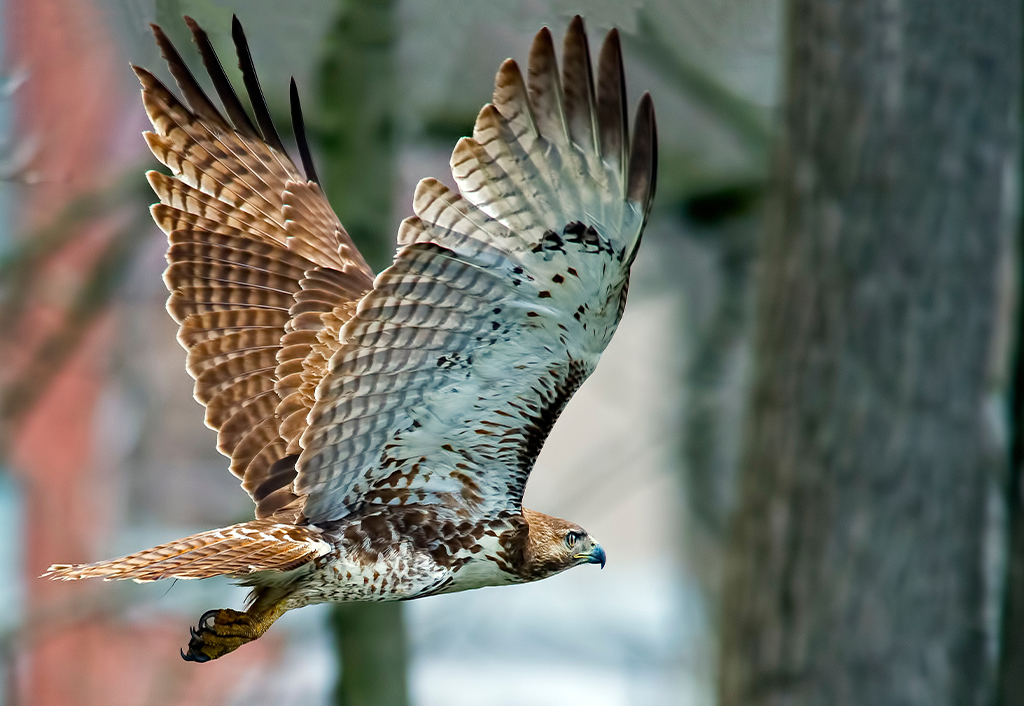 Birds of Prey: Live Animal Meet n Greet
