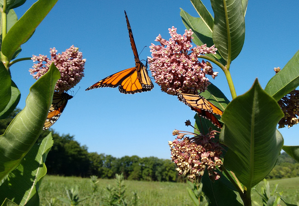 School Help - Monarchs & Milkweed