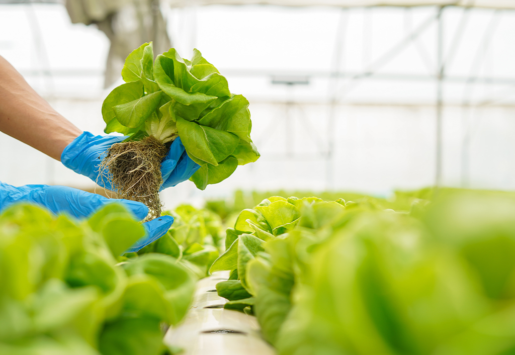 Improving our Food Systems Through STEAM:  A Deep Dive into Next Gen Growing Methods